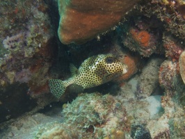 Spotted Trunkfish IMG 5448